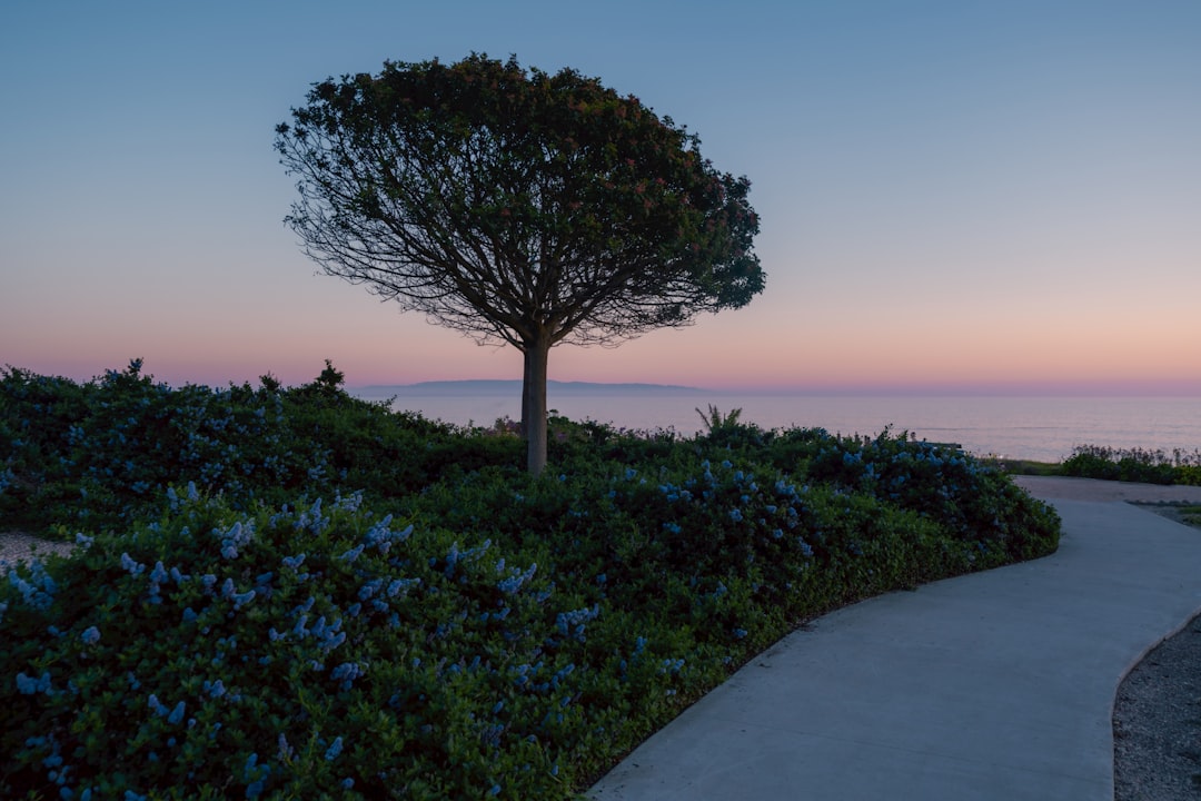 Landscape work in Encinitas, CA