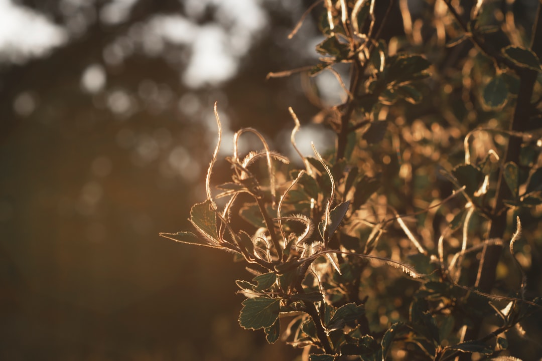 Landscape work in Escondido, CA