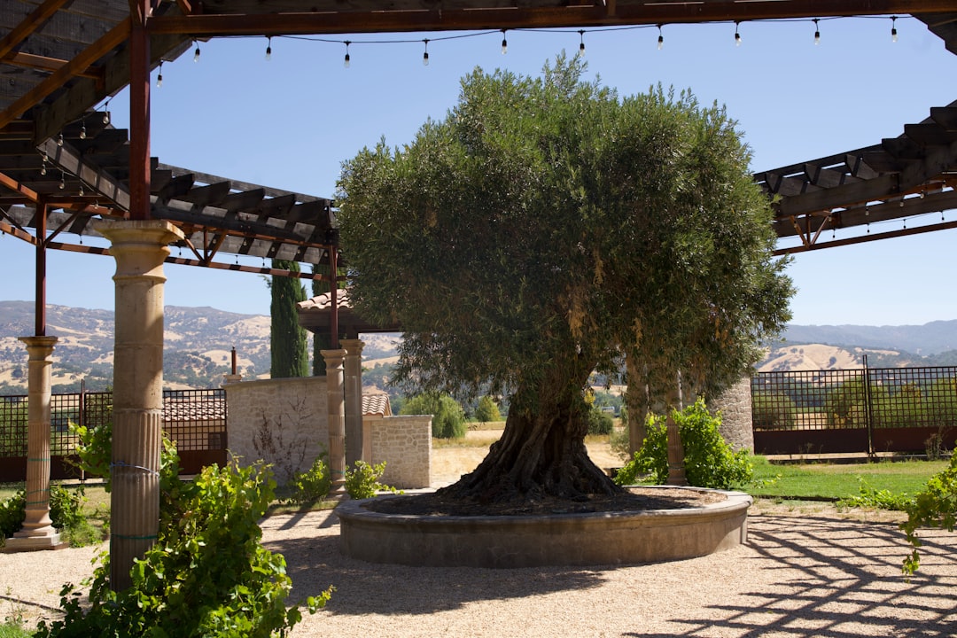 Landscape work in Vista, CA