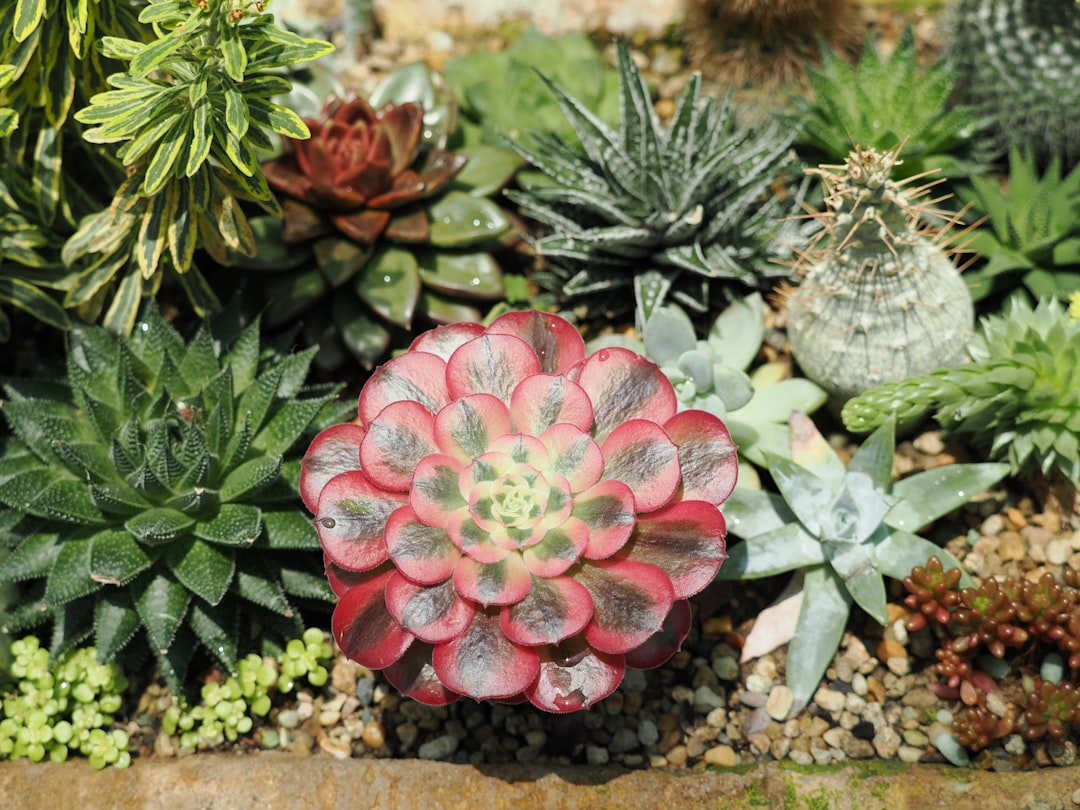 25 Drought-Tolerant Landscaping Ideas for San Diego Homes (2026)